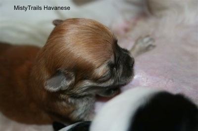 Preemie puppy trying to nurse