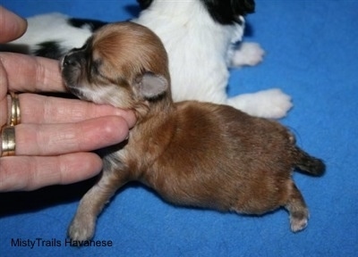 Preemie puppy at 2 weeks old. 