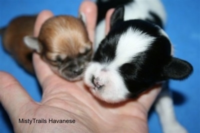 Preemie puppy at 2 weeks old and his littermate brother.
