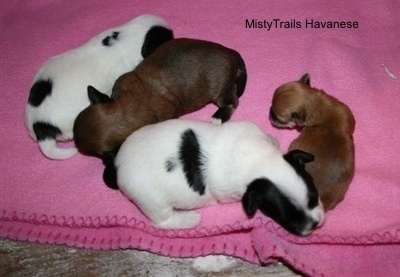 Preemie and his sisters at 2 weeks old.