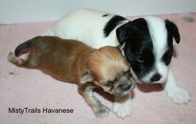 Preemie puppy laying on blanket with littermate