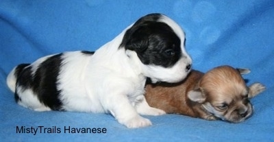 Preemie puppy and littermate laying on a backdrop