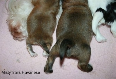 Preemie puppy and littermates at 3 weeks old nursing. 