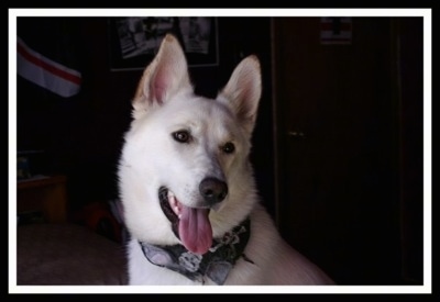 Close up - The head of an American White Shepherd that is wearing a bandana with skulls on it and its mouth is open and its tongue is out. It is looking to the right.