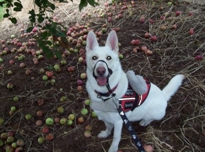 The left side of an American White Shepherd that is sitting under an apple tree, wearing a gentle leader a vest and it has a leash on. There are apples to the left of it.