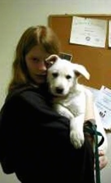 An American White Shepherd puppy is being hugged and held in the air by a person