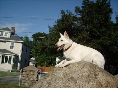 The left side of an American White Shepherd that is laying across a large rock, its mouth is open, its tongue is out and it is looking to the left.