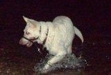 A wet American White Shepherd that is wearing a gentle leader is playing in a small body of water.