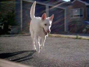 The front right side of an American White Shepherd that is running across a blacktop, there is a garage behind it, its mouth is open and its tongue is out.