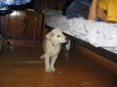 A White German Shepherd puppy is walking along the side of a bed. There is a person laying on the bed.