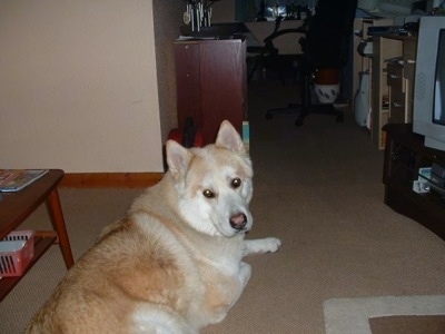 The back of a brown with white Wolamute that is laying on a tan carpet and it is looking back. It has small perk ears.