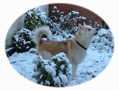 The right side of a tan with white Wolamute that is standing across a snow surface, it is looking up and to the right. It is howling and its tail is curled up over its back.