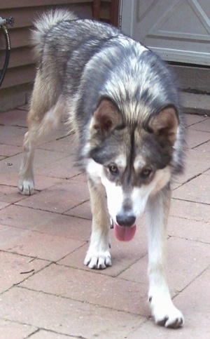 LOST: White Husky/Wolf Mix LOST: White Husky/Wolf Mix