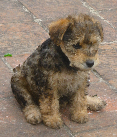 Miniature Schnauzer Puppies on Welshterrier   Miniature Schnauzer Hybrid Dogs