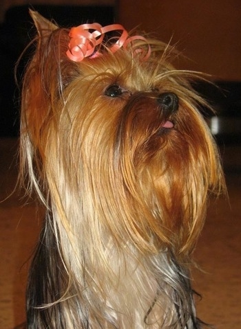 Lili the Yorkie from Israel. 