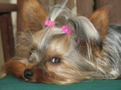 Lili the Yorkie from Israel. 