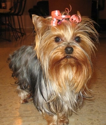 Lili the Yorkie from Israel. 