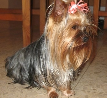 Yorkshire Terrier Puppies on Yorkshire Terrier Information And Pictures  Yorkshire Terriers  Yorkie