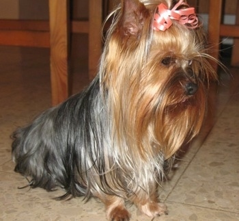 Lili a bela pouco Yorkie de Israel.