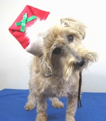 A shaved tan with white Yorkipoo dog is standing on a blue surface, it is wearing a christmas hat, it is looking forward and its head is tilted to the left. Its ears are hanging down to the sides with the long hair on them trimmed at the end. Its muzzle has trimmed hair and it has a black nose and wide brown eyes.