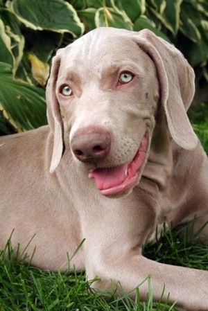 Close Up - A gray Weimaraner puppy that is laying outside in grass and it is panting. The dog's eyes are silver in color, its nose is brown and its tongue is pink. It has long soft ears that hang down to the sides. 
