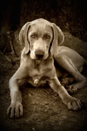 J.J. the Weimaraner puppy at 4 months old. 