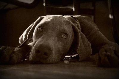 A black and white photo of a Weimaraner puppy laying down on a floor. The dog has silver gray eyes and it is looking to the right.