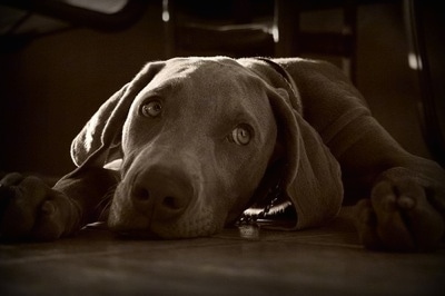 J.J. the Weimaraner puppy at 6 months old. 