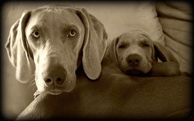 Close up - A black and white photo of a Weimaraner dog that is laying in a bed next to a Weimaraner puppy. The puppy has its head on the adult dogs back.