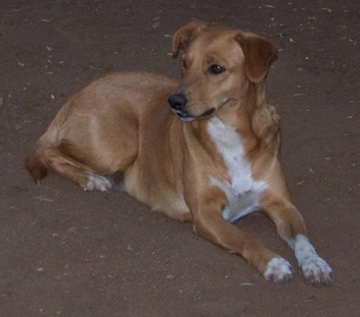 http://www.dogbreedinfo.com/images24/AfricanisHottentotHuntingDogAfrican.jpg