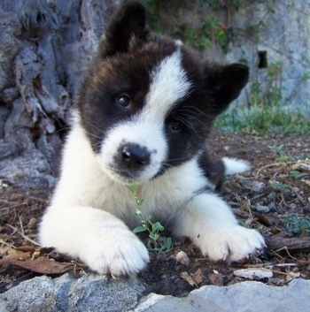 Funny Puppies Pictures on Crystal Is A Baby American Akita Inu  She S Like A Little Tiger  Very