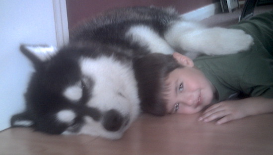 The left side of a black with white Alaskan Malamute that is sleeping on the floor in a house and its paw is on top of a child who is smiling.
