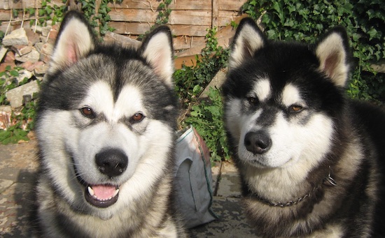Two Alaskan Malamutes are sitting in a yard with a wooden fence behind them