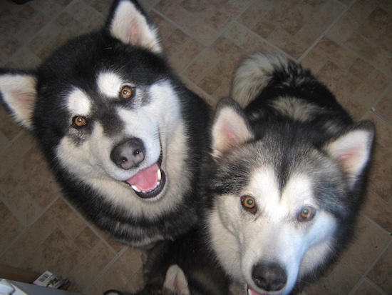 Topdown view of Two Alaskan Malamutes that are sitting on a floor in a kitchen and they are looking up.