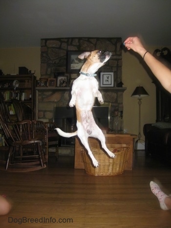 Scooby the Chug is jumping at a treat being held by a person inside of a living room