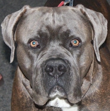 Close up - The face of an Ambullneo Mastiff.