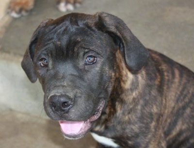 Close up - The front left side of a brindle Ambullneo Mastiff puppy is looking forward, its mouth is open and its tongue is out.