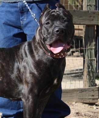 A black Ambullneo Mastiff is standing next to its owner across a beach and it is looking forward.