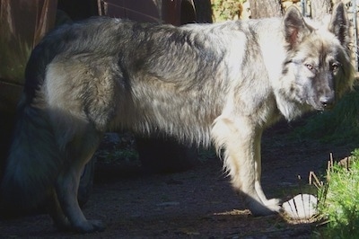 The right side of a gray and black American Alsatian that is standing across a mountainside.