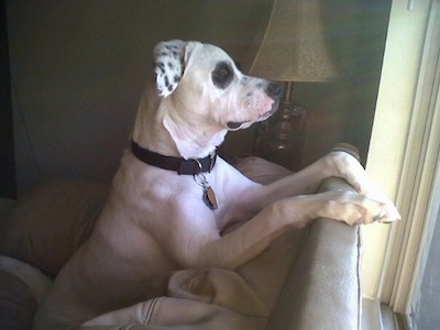 The right side of a white with black American Bull-Aussie that is sitting across the back of a couch and it is looking out of a window.