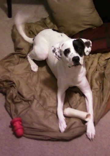 Topdown view of a white with black American Bull-Aussie is laying on a sheet with a bone and it is looking up.