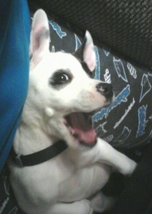 Topdown view of a white with black American Bull-Aussie puppy that is laying in the lap of a person, sitting on a couch.