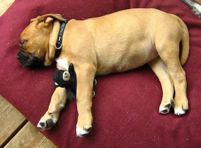 Topdown view of the left side of a tan with white American Dogue de Bordeaux puppy that is sleepign across a pillow.