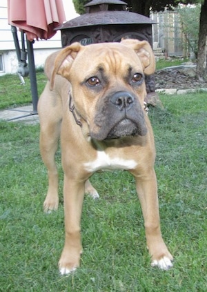 A tan with white American Dogue de Bordeaux puppy that is standing in grass and it is looking forward.