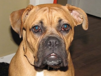 Close up - A tan with white American Dogue de Bordeaux puppy is sitting on a hardwood floor and it is looking forward.