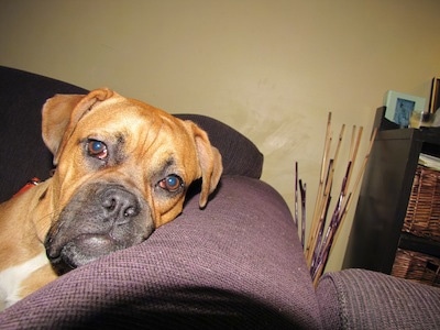 Close up - A tan with white American Dogue de Bordeaux puppy is laying across a couch and its head is on the arm of a couch.