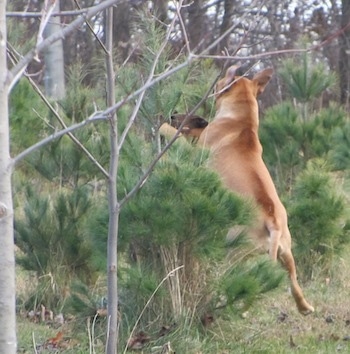 The left side of a brown American Bull Dogue de Bordeaux that is jumping in a bush thats to the left of it.