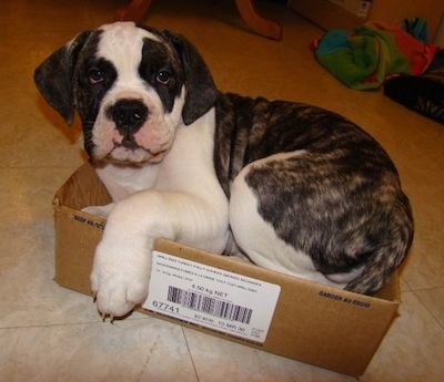 The left side of a brindle and white American Bulldog puppy that is laying down in a cardboard box