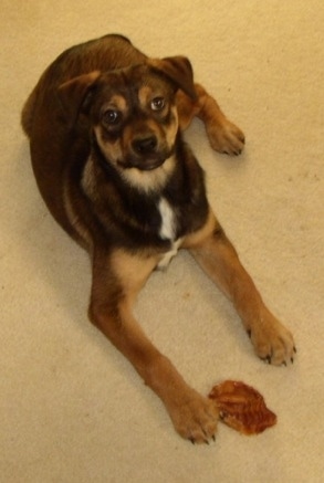 Topdown view of a black and tan American Bullweiler puppy that is laying on a carpet, it has a pig ear in front of its paws and it is looking up.