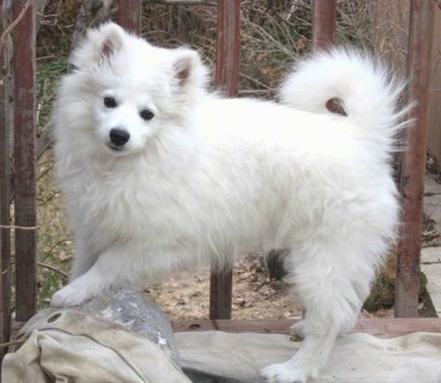 The left side of a white American Eskimo that is standing on a rolled up tarp on a front porch.